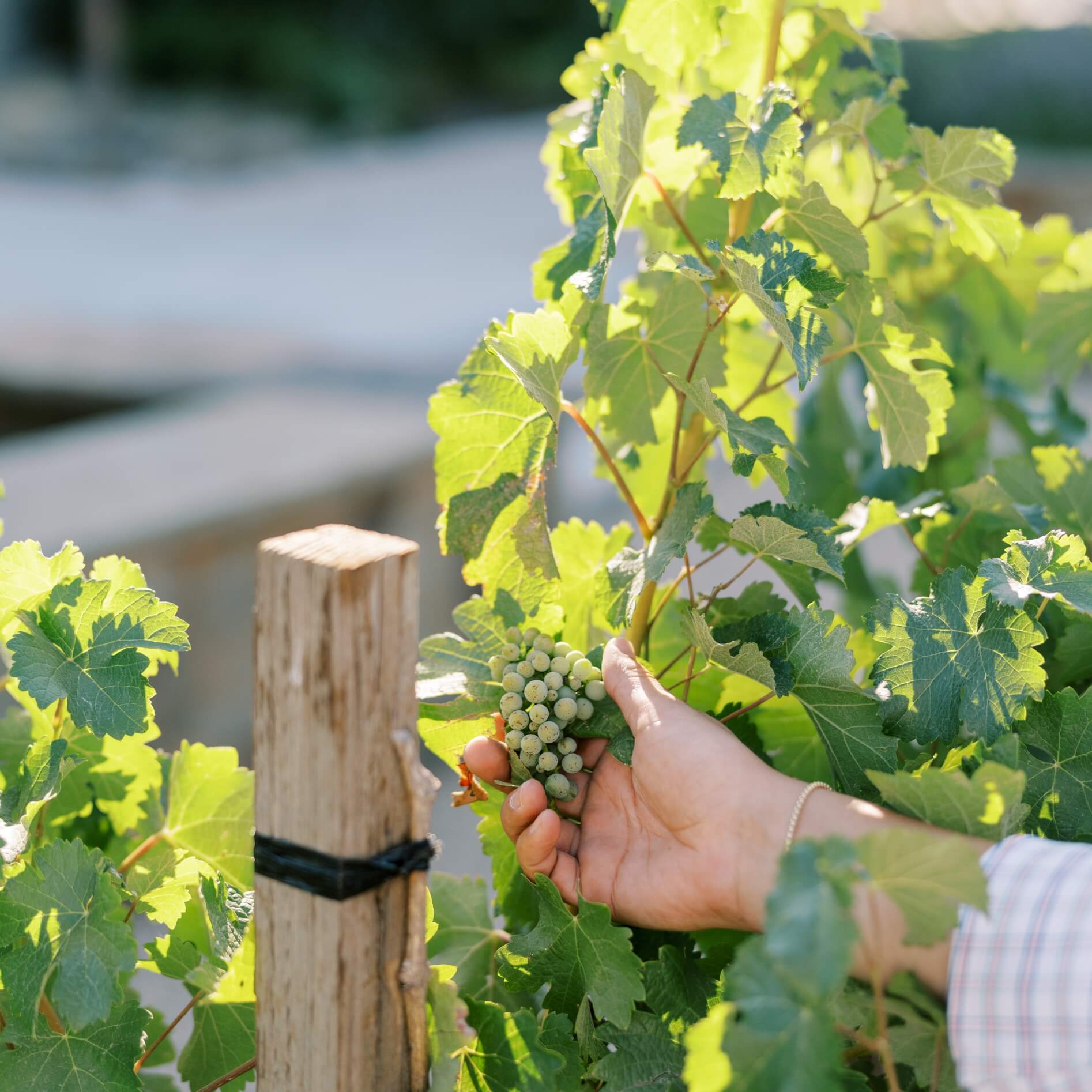 Healthy grapes growing on the vine